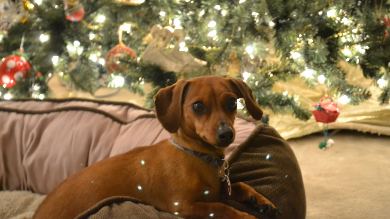 Detail Dachshund Christmas Wallpaper Nomer 55