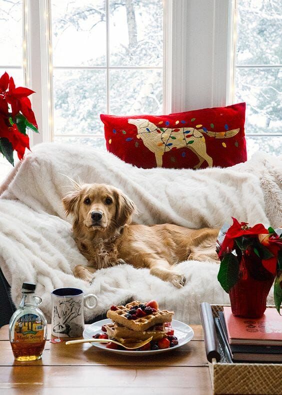 Detail Dachshund Christmas Wallpaper Nomer 57
