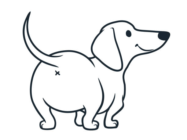 Dachshund Clipart Black And White - KibrisPDR