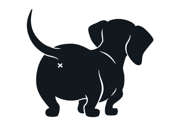 Detail Dachshund Clipart Black And White Nomer 13