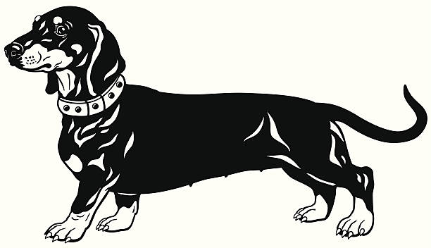 Detail Dachshund Clipart Black And White Nomer 6