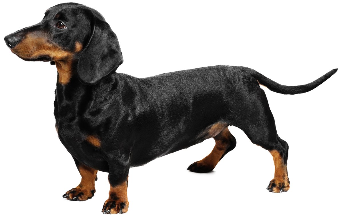 Dachshund Dog Images - KibrisPDR