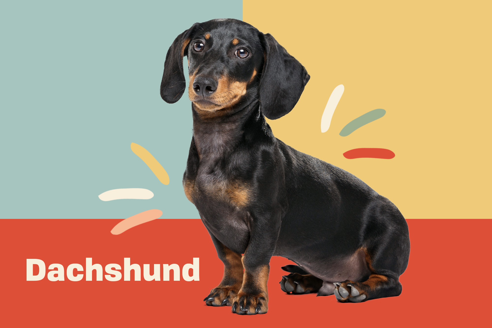 Detail Dachshund Dog Images Nomer 15