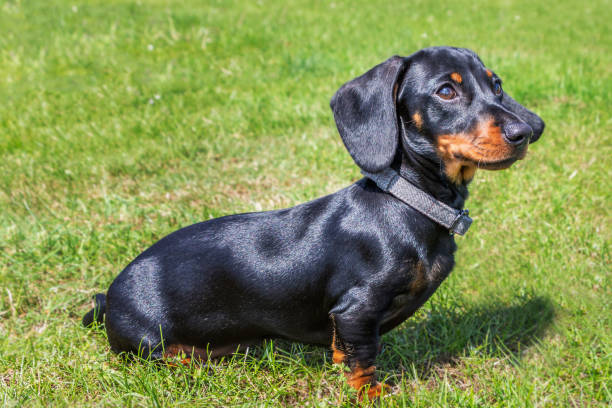 Detail Dachshund Dog Images Nomer 18