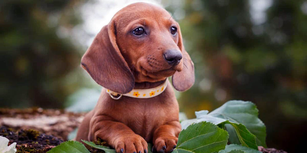 Detail Dachshund Dog Images Nomer 19