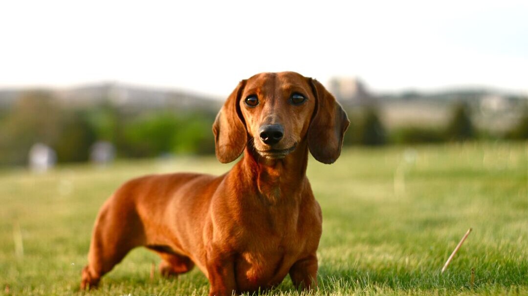 Detail Dachshund Dog Images Nomer 3