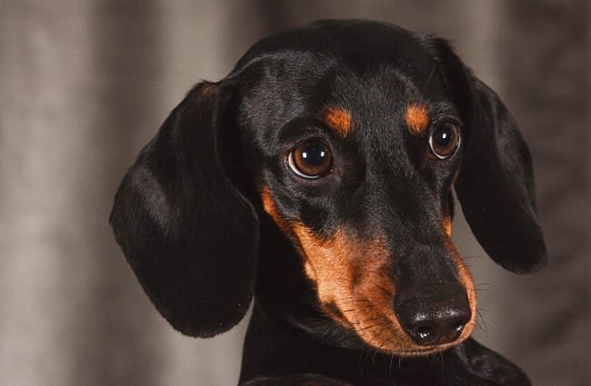 Detail Dachshund Dog Images Nomer 28