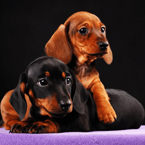 Detail Dachshund Dog Images Nomer 36