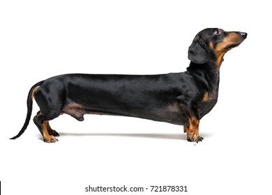 Detail Dachshund Dog Images Nomer 41