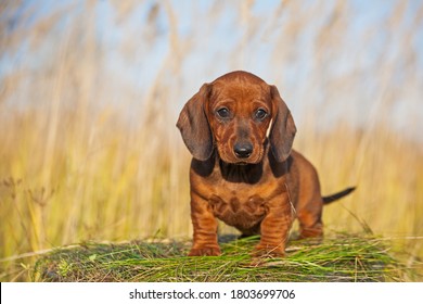 Detail Dachshund Dog Images Nomer 43