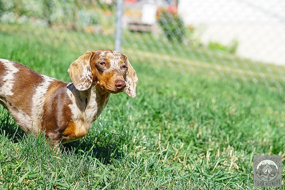 Detail Dachshund Dog Images Nomer 47