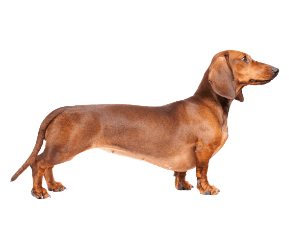 Detail Dachshund Dog Images Nomer 48