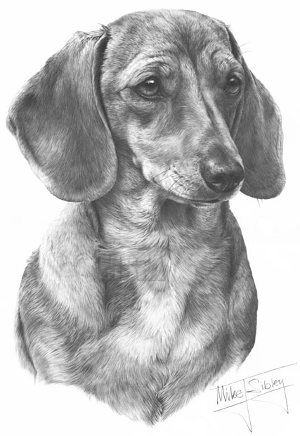 Detail Dachshund Drawings Nomer 26