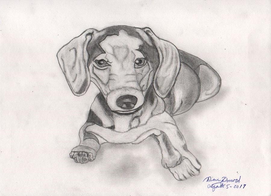 Detail Dachshund Drawings Nomer 44