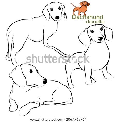 Detail Dachshund Face Clipart Nomer 38