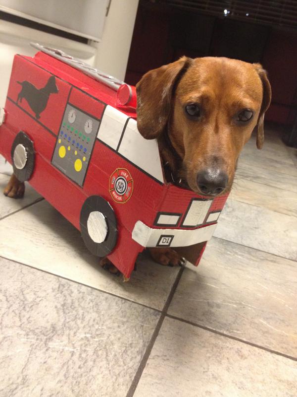 Detail Dachshund Fire Truck Nomer 23