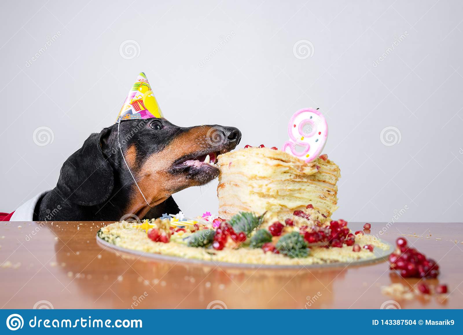 Detail Dachshund Happy Birthday Images Nomer 17