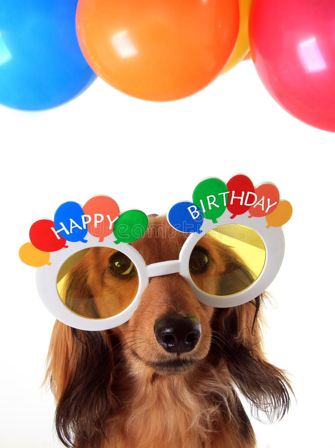 Detail Dachshund Happy Birthday Images Nomer 28