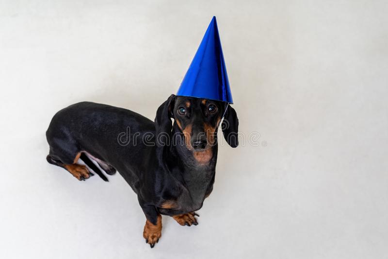 Detail Dachshund Happy Birthday Images Nomer 53