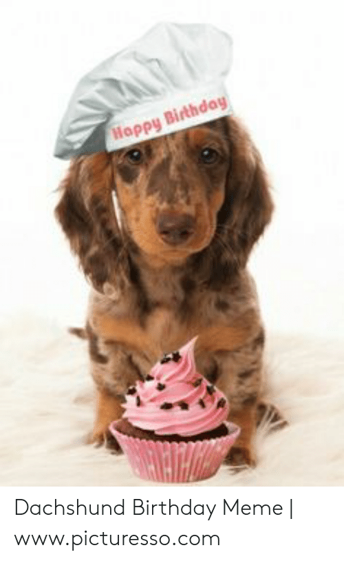 Detail Dachshund Happy Birthday Meme Nomer 28