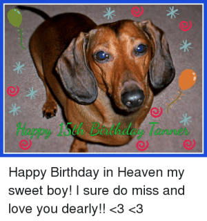 Detail Dachshund Happy Birthday Meme Nomer 45