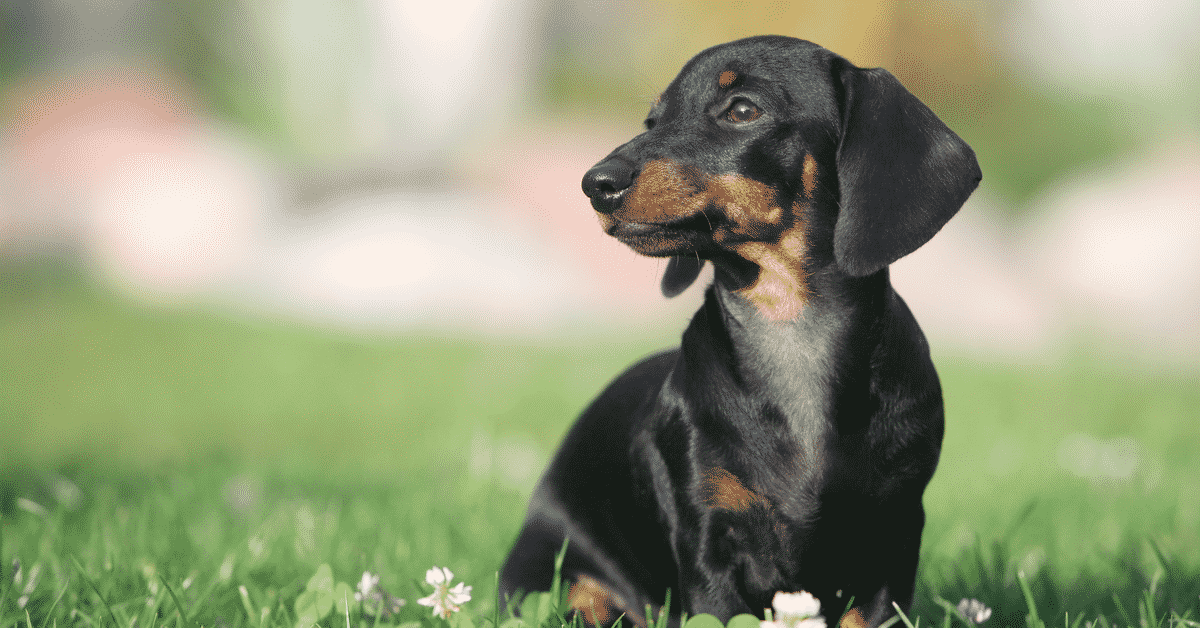 Detail Dachshund Images Nomer 23