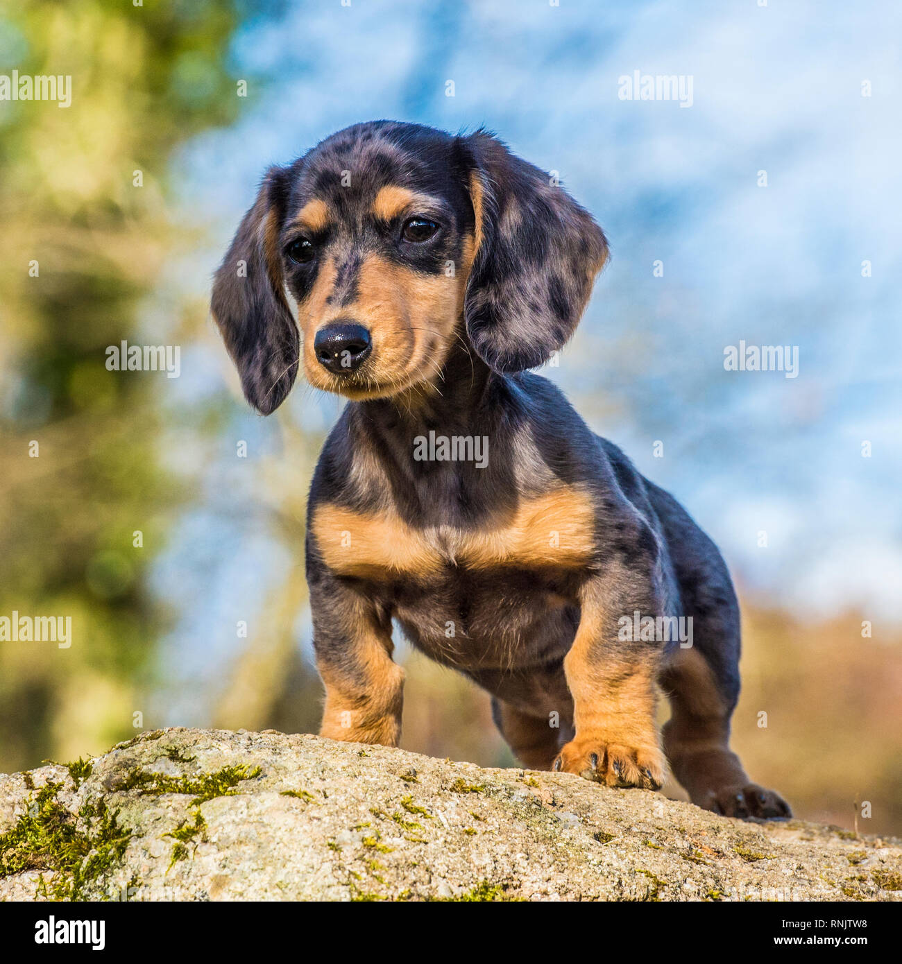 Detail Dachshund Images Nomer 36