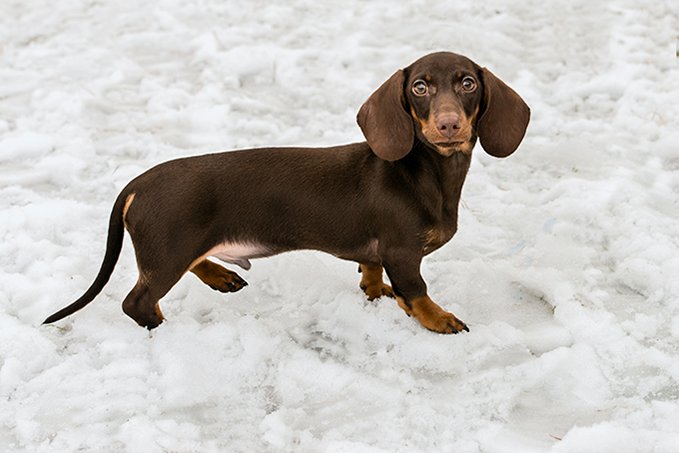 Download Dachshund Images Nomer 9