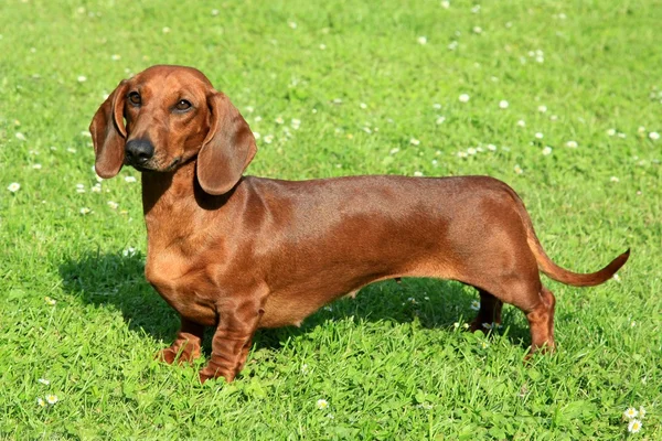 Detail Dachshund Images Free Nomer 38