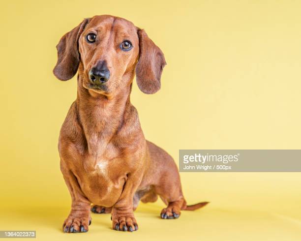 Detail Dachshund Images Free Nomer 10