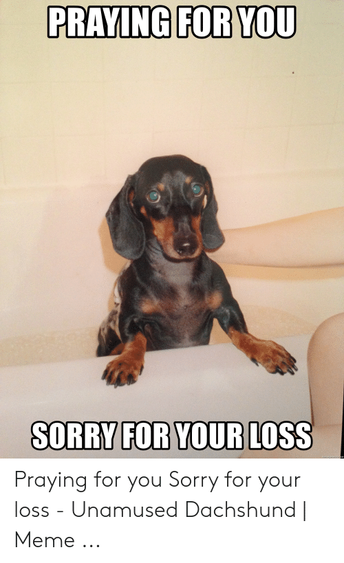 Detail Dachshund Meme Generator Nomer 45