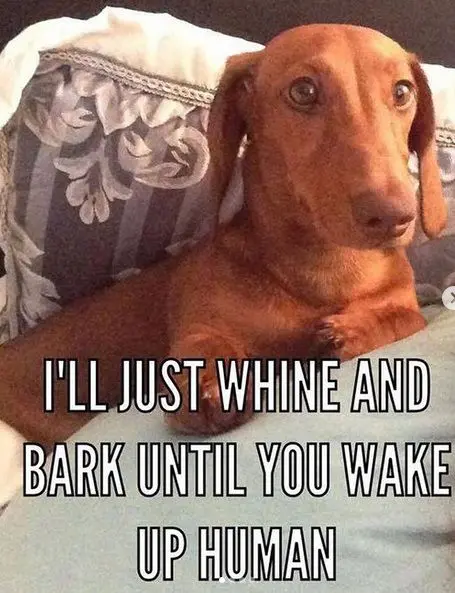 Detail Dachshund Meme Generator Nomer 51
