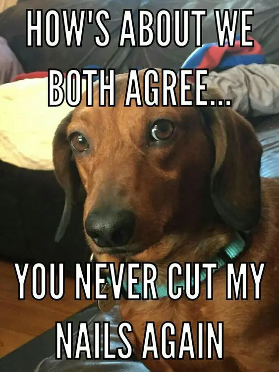 Detail Dachshund Meme Generator Nomer 53