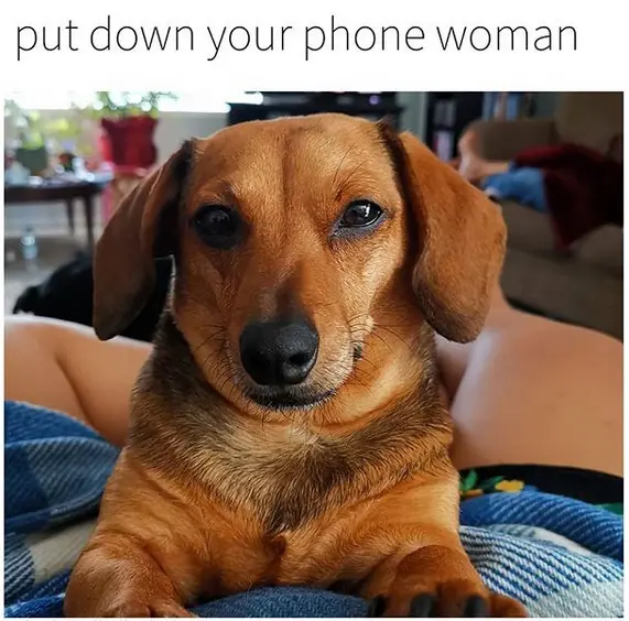Detail Dachshund Meme Generator Nomer 56