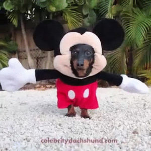 Detail Dachshund Mickey Mouse Nomer 14