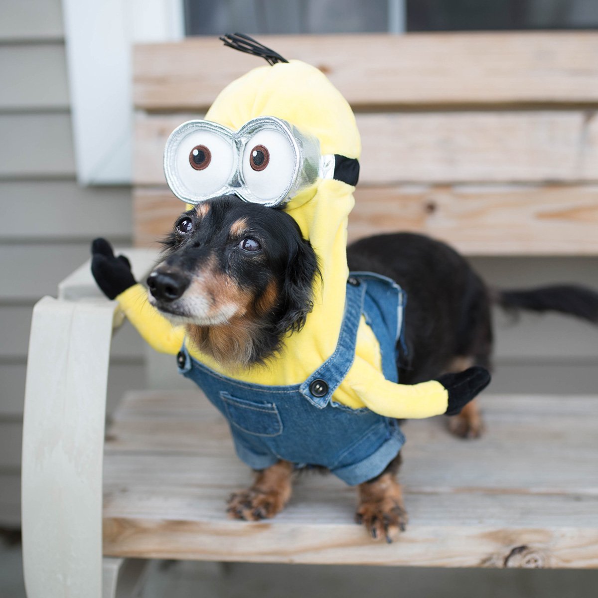 Detail Dachshund Minion Nomer 39