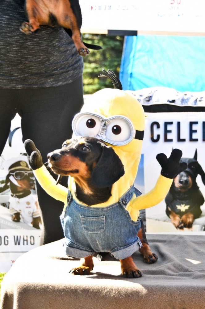 Detail Dachshund Minion Nomer 43