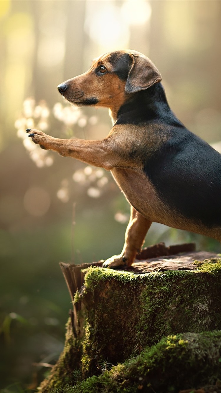 Detail Dachshund Phone Wallpaper Nomer 15