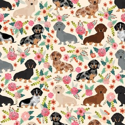 Detail Dachshund Phone Wallpaper Nomer 28