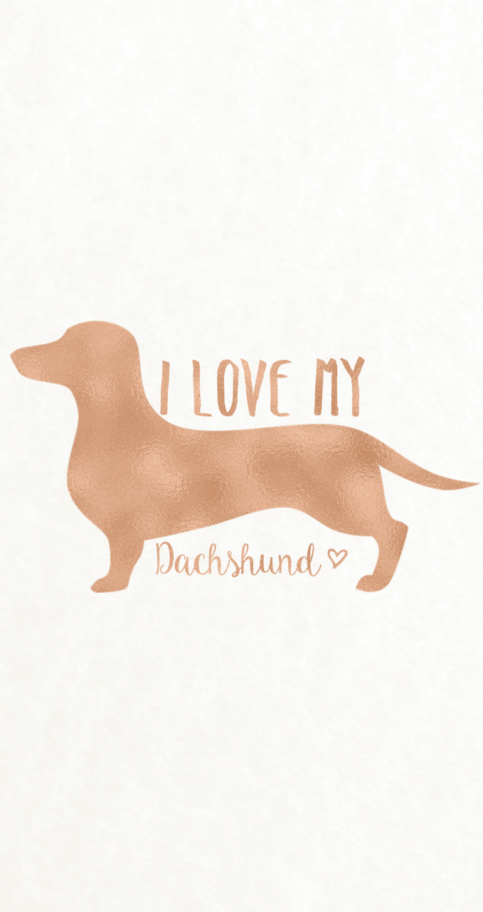 Detail Dachshund Phone Wallpaper Nomer 37