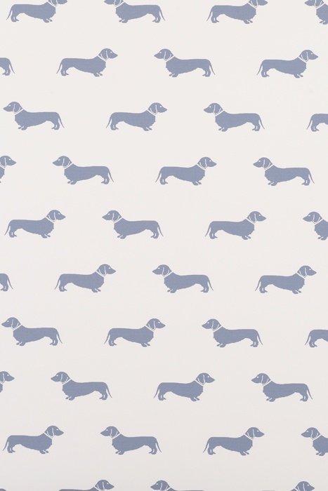 Detail Dachshund Phone Wallpaper Nomer 46