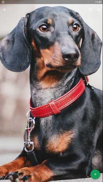 Detail Dachshund Phone Wallpaper Nomer 47