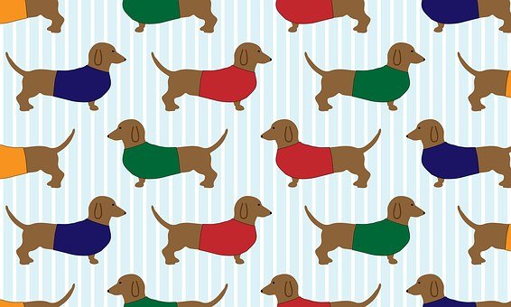 Detail Dachshund Phone Wallpaper Nomer 53