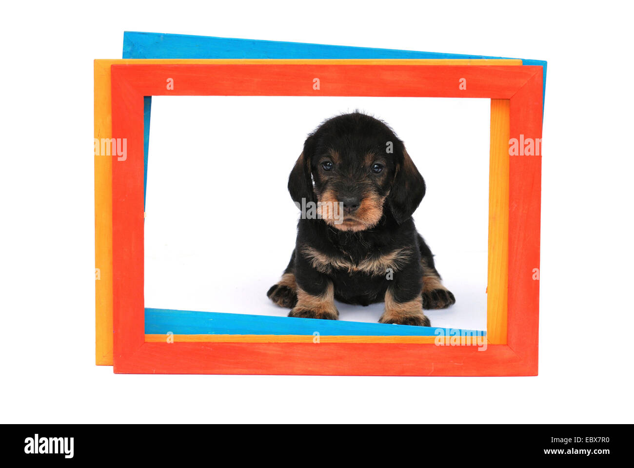 Detail Dachshund Picture Frames Nomer 54