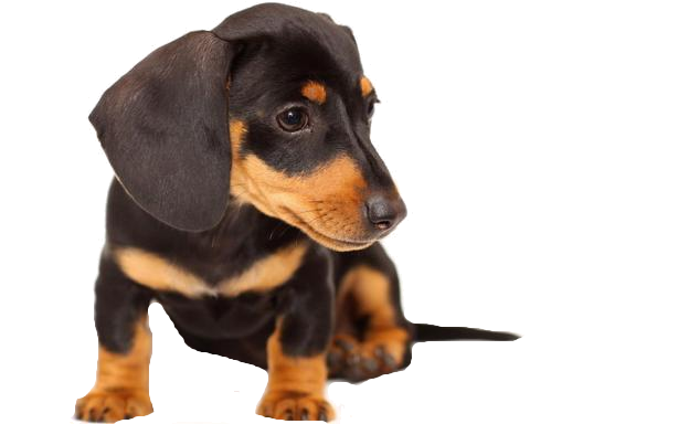 Detail Dachshund Png Nomer 17