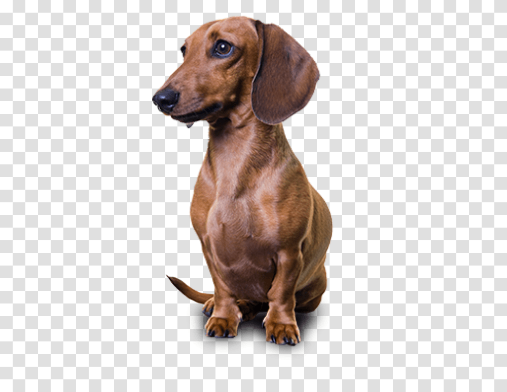 Detail Dachshund Png Nomer 24