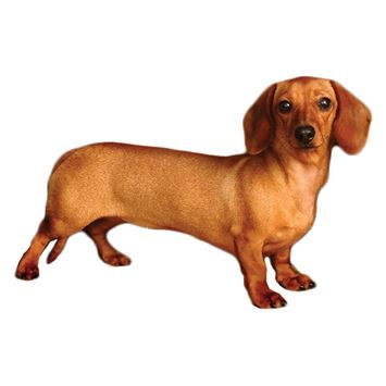 Detail Dachshund Png Nomer 31