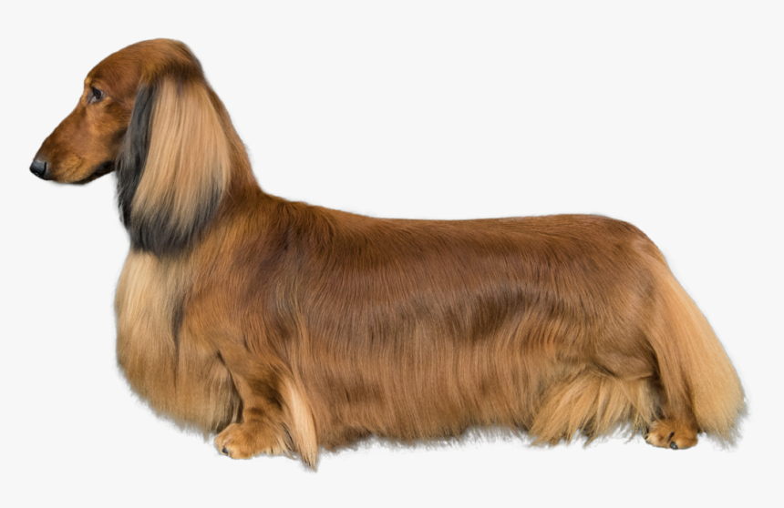 Detail Dachshund Png Nomer 39