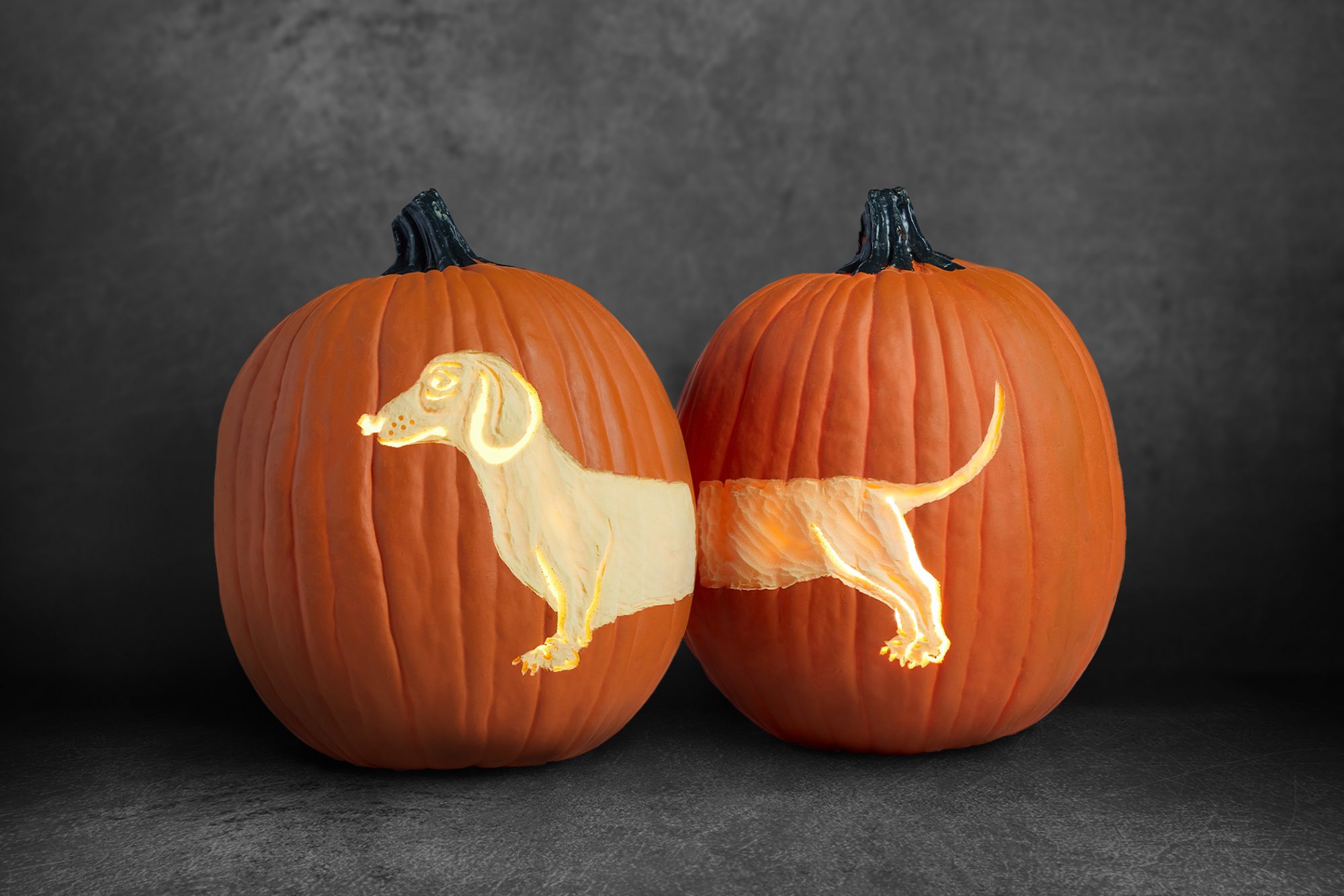 Detail Dachshund Pumpkin Nomer 11