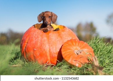 Detail Dachshund Pumpkin Nomer 36